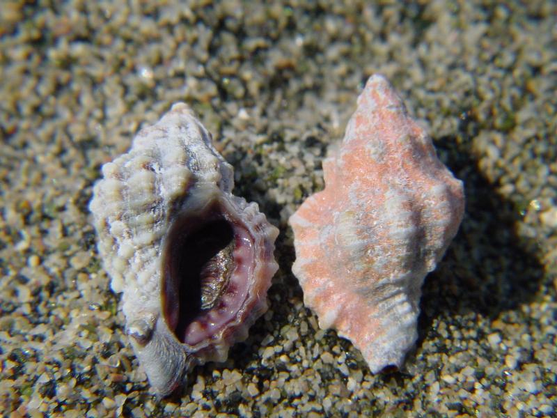 Ocinebrina edwardsii